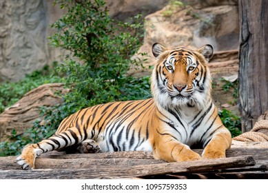 Siberian Tiger Indochinese Tiger Panthera Tigris Stock Photo (Edit Now ...