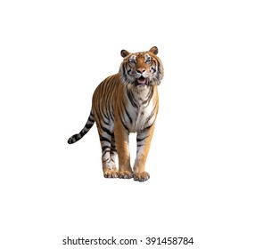 Siberian Tiger Isolated On White With Clipping Path