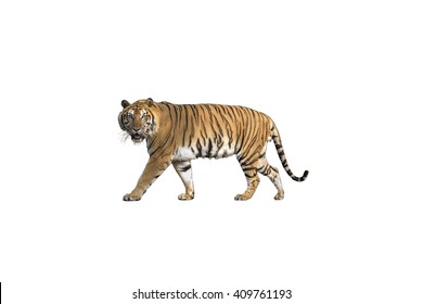 Siberian Tiger Isolated On White With Clipping Path