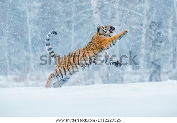 シベリアトラは冬の大河で雪に飛び込む 野性の冬の自然の虎 危険な動物 冬の大河の大虎 ロシアのタジガにある美しいシベリアトラの雪片 の写真素材 今すぐ編集