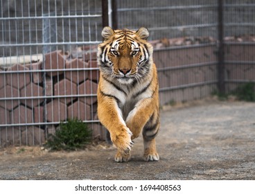  Siberian tiger is jumping and ready to attack. Siberian tiger in the zoo jumping and scaring visitors.