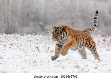 Siberian Tiger Is Jumping In The Snow