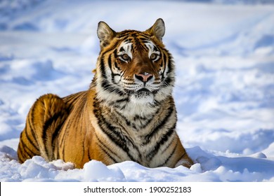 1,393 Tiger down laying Images, Stock Photos & Vectors | Shutterstock