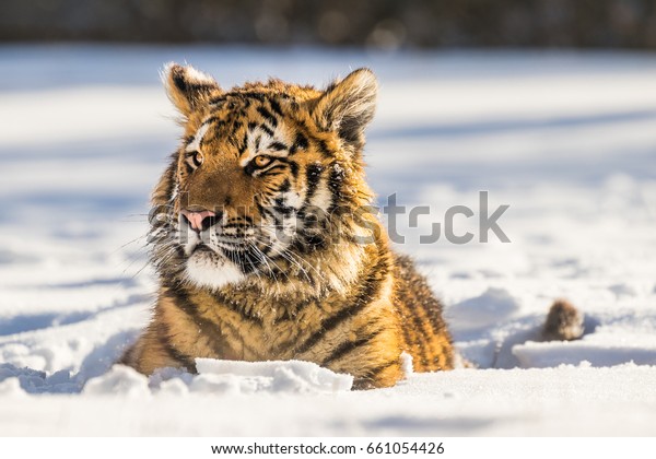 シベリアの虎が雪に埋もれていた この雄大な動物の美しく力強い写真 この素晴らしい動物の典型的な環境を舞台にした 鳥 雪 牧草地 の写真素材 今すぐ編集