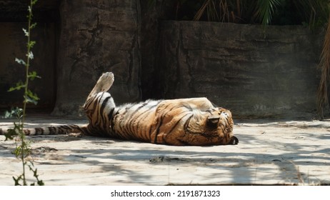 Siberian Tiger Lying On Back Stock Photo 2191871323 | Shutterstock