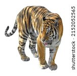 Siberian tiger (P. t. altaica), also known as Amur tiger on light background (focus on eyes)