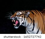 Siberian Tiger, panthera tigris altaica, Portrait of Adult Snarling, in Defensive Posture  