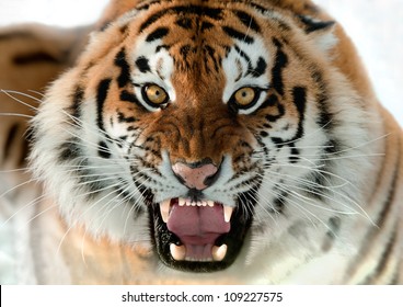 The Siberian tiger (Panthera tigris altaica) close up portrait.