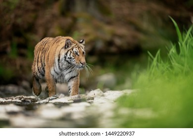 Siberian tiger, Panthera tigris altaica, low angle photo in direct view, running in the water directly at camera with water splashing around. Attacking predator in action. Tiger in taiga environment,  - Shutterstock ID 1449220937