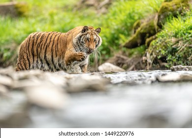 Siberian tiger, Panthera tigris altaica, low angle photo in direct view, running in the water directly at camera with water splashing around. Attacking predator in action. Tiger in taiga environment,  - Shutterstock ID 1449220976