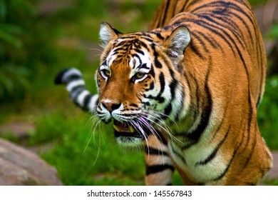 Siberian Tiger (Panthera Tigris Altaica)