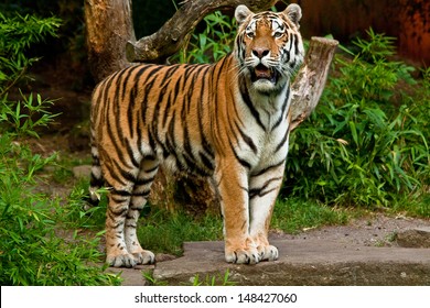 Siberian Tiger (Panthera Tigris Altaica)