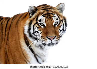 Siberian Tiger, panthera tigris altaica, Portrait  on Snow  