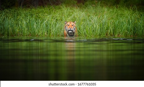 Siberian Tiger, Panthera Tigris Altaica. Head Of Tiger Looking From Green Grass Above Water Surface. Tiger Cat On Hunt. Tiger In Taiga Environment.