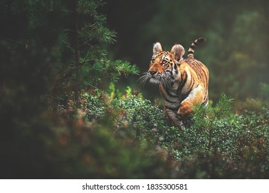 Siberian Tiger (Panthera Tigris Altaica) Kitten In The Forest