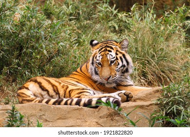 Siberian Tiger (Panthera Tigris Altaica)