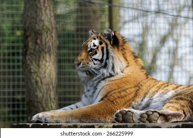 Siberian Tiger (Panthera Tigris Altaica)