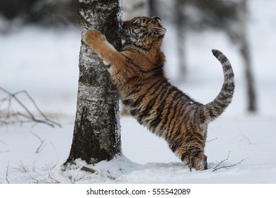 Siberian tiger, Panthera tigris altaica,   largest feline siberia,   tiger wild,  nature,  snowy forest,  Cat in the snow,  Tiger in the Snow.  hungry beast.  Russi, tiger cub,  wild life, 
 - Powered by Shutterstock