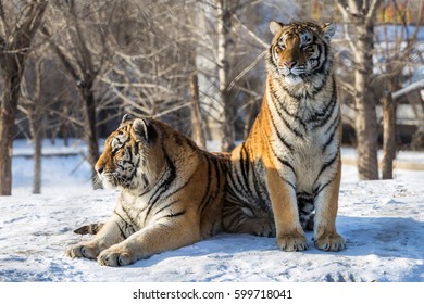 Siberian Tiger (Panthera Tigris Altaica)