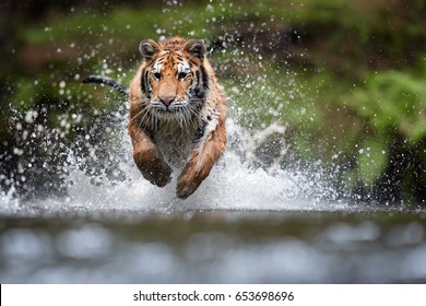 Siberian tiger, Panthera tigris altaica, low angle photo in direct view, running in the water directly at camera with water splashing around. Attacking predator in action. Tiger in taiga environment. - Shutterstock ID 653698696