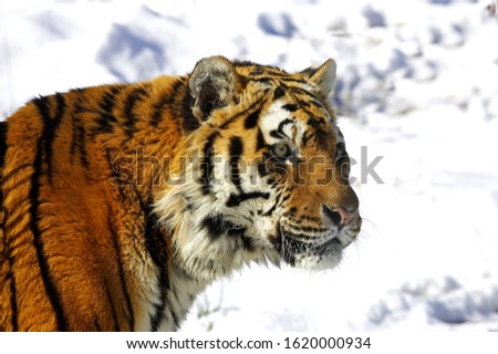 Similar – Foto Bild Fasziniert Tiger Tier