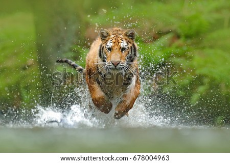 Siberian tiger, Panthera tigris altaica, low angle photo direct face view, running in the water directly at camera with water splashing. Attacking predator in action.