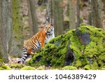 The Siberian tiger (Panthera tigris tigris) also called Amur tiger (Panthera tigris altaica) in the forest, Young female tiger in the forest.