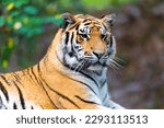 The Siberian tiger (Panthera tigris tigris) also called Amur tiger (Panthera tigris altaica) in the forest. Native to the Russian Far East, Northeast China and possibly North Korea