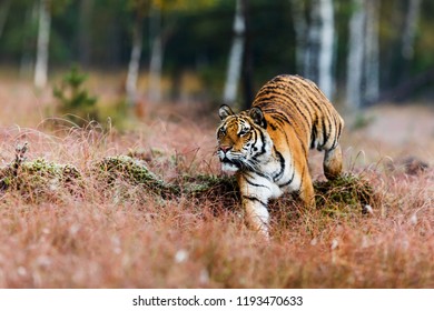 Siberian Tiger (Panthera Tigris Tigris) In Its Habitat Chasing Prey Across The Marsh
