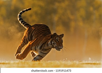 Bengal Tiger Images Stock Photos Vectors Shutterstock