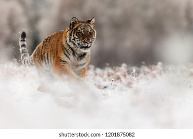 Siberian Tiger Panthera Tigris Tigris Snow Stock Photo (Edit Now ...