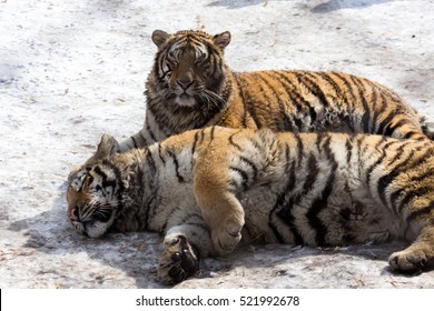 Siberian Tiger Park, Harbin, China