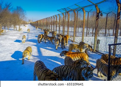 Siberian Tiger Park In Harbin, China