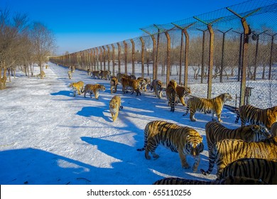 Siberian Tiger Park In Harbin, China