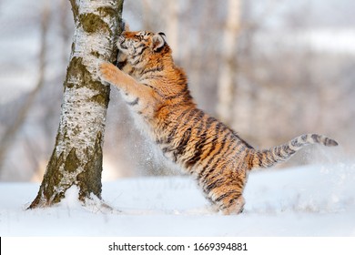 Siberian Tiger Playing With Birch Tree Trunk. Action Wildlife Scene With Dangerous Animal. Cold Winter In Taiga, Russia. Snowflakes With Wild Cat. Tiger In Wild Winter Nature, Running In The Snow. 