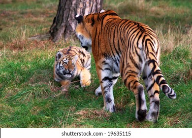 Siberian Tiger Playing With Cub