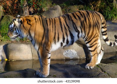 Siberian Tiger, Portland Oregon Zoo