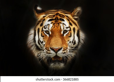 Siberian tiger portrait in black background