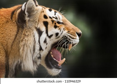 Siberian Tiger In Profile