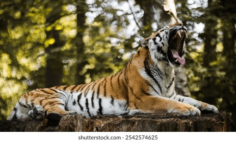 A Siberian Tiger roaring while resting in the woods - Powered by Shutterstock