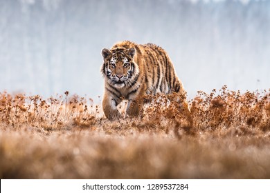 Siberian Tiger running. Beautiful, dynamic and powerful photo of this majestic animal. Set in environment typical for this amazing animal. Birches and meadows - Powered by Shutterstock