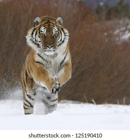 Siberian Tiger Running In Snow