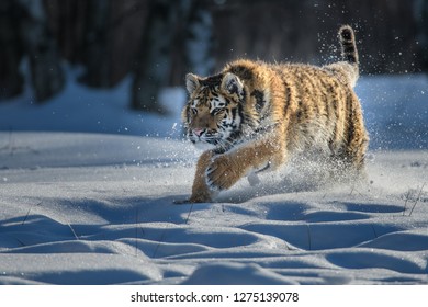 Siberian Tiger Running Snow Beautiful Dynamic Stock Photo 1275139078 ...