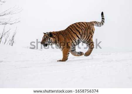 Similar – Female Amur (Siberian) tiger walking in fresh white snow