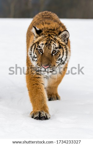 Similar – Image, Stock Photo Close up portrait of one young Siberian tiger in white snow