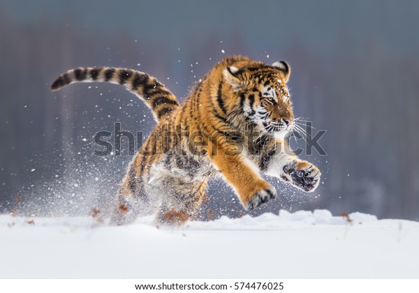 雪の中を走るシベリアの虎 この雄大な動物の美しくダイナミックで力強い写真 この素晴らしい動物の典型的な環境を舞台にした 鳥と牧草地 の写真素材 今すぐ編集