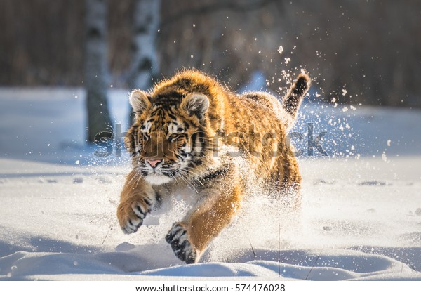 雪の中を走るシベリアの虎 この雄大な動物の美しくダイナミックで力強い写真 この素晴らしい動物の典型的な環境を舞台にした 鳥と牧草地 の写真素材 今すぐ編集