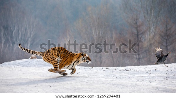 Siberian Tiger Running Snow Catch Their 庫存照片 立刻編輯