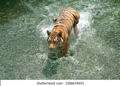 Siberian Tiger Running Water Tiger Splash Stock Photo (Edit Now) 1368674453