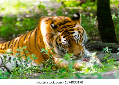 Siberian Tiger Scientific Name Panthera Tigris Stock Photo 1894033198